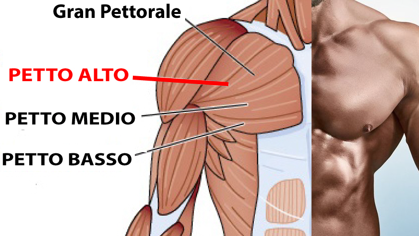 petto